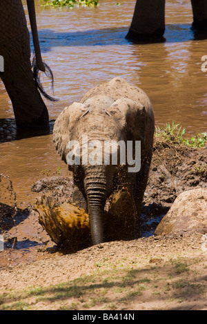 Bébé éléphant dans la boue Banque D'Images