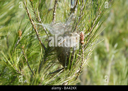 Pin de procession 'caterpillar' tente, près de Benimaurell, Province d'Alicante, Communauté Valencienne, Espagne Banque D'Images