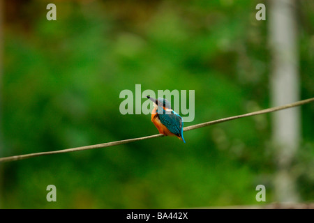 Kingfisher commun on twig side view Banque D'Images