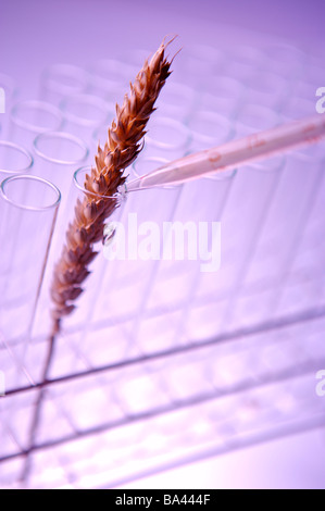 Seringue injectant un grain de blé dans une rangée de tubes à essai Banque D'Images