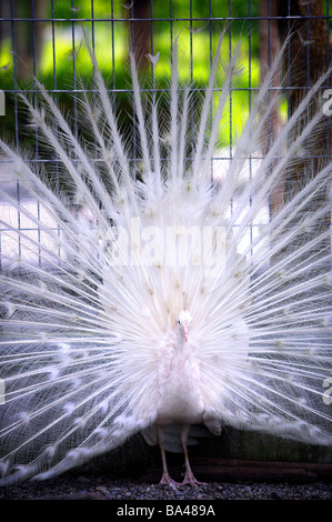 White peacock afficher caudales close up Banque D'Images