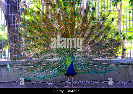 Affichage de paon plumes de queue full frame Banque D'Images
