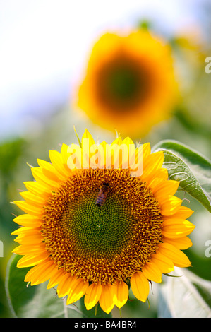 Deux tournesols close up Banque D'Images