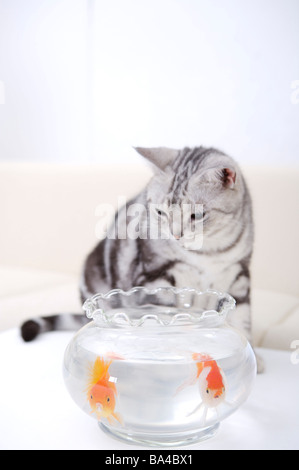 Chat au poisson rouge dans un bol Banque D'Images