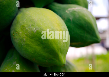 Papayes sur arbre Banque D'Images