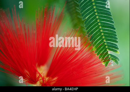 Calliandra Tweedii, flamme mexicaine Bush dans la serre à RHS Wisley Gardens, Surrey, Angleterre Banque D'Images