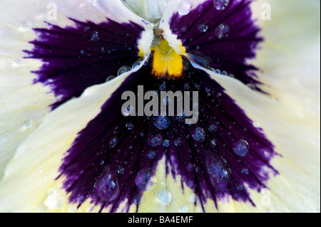 Pansy flower close up avec de l'eau gouttes Banque D'Images