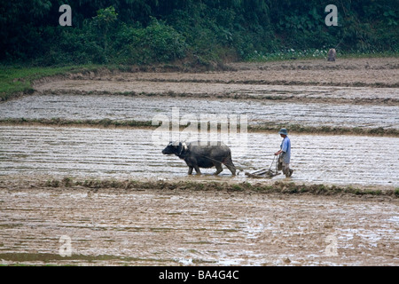 Le buffle d'eau labourer les rizières au nord de Hue Vietnam Banque D'Images