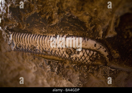 Vestiges de la sculpture d'une griffe d'un vautour dans une chambre couverte en Temple de Karnak Louxor en Égypte Banque D'Images