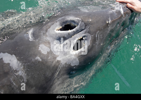 Personne touchant une baleine grise veau à Laguna San Ignacio Banque D'Images