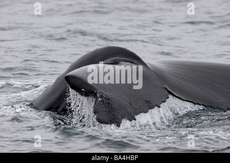 Queue de baleine à bosse, fluking blessés, disparus, queue de pointe dans l'Atlantique Nord de Fluke Banque D'Images