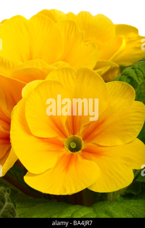 Fleurs de bégonia jaune. Macro Banque D'Images