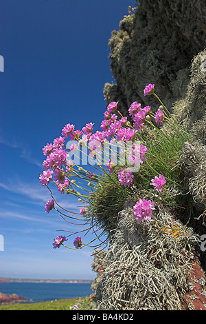 Sea Thrift fleur sauvage Rose Banque D'Images