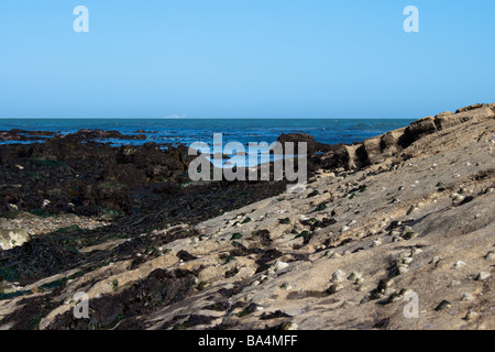 Les algues sur les rochers à marée basse Banque D'Images