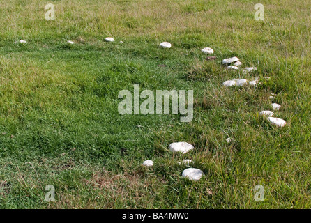 Cheval sauvage, champignons poussant dans un cercle (anneau de fées !) dans un champ. Banque D'Images