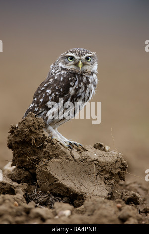 Chouette chevêche Athene noctua, look d'alerte Banque D'Images