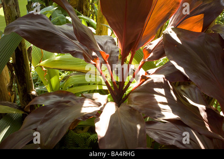 Close-up red feuilles tropicales Banque D'Images