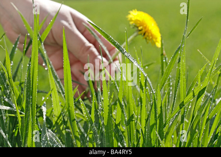 L'herbe et la rosée. Le pissenlit (Taraxacum officinale) Banque D'Images