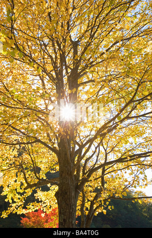 Arbre d'automne à travers Shinning soleil Banque D'Images