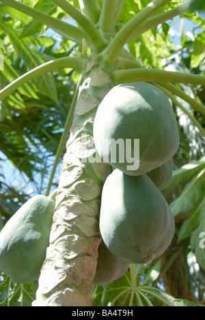 Papaye non sur l'arbre à la Préfecture d'Okinawa, Japon Banque D'Images