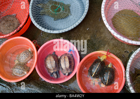 Les tortues à vendre sur un marché dans la province de Guangdong en Chine. Banque D'Images