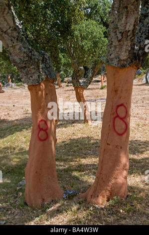 Nouvelle récolte de l'écorce de chêne-liège (Quercus suber) numéro 8 indique que la récolte de l'année 2008 Banque D'Images