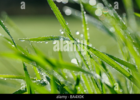 L'herbe et les gouttelettes Banque D'Images