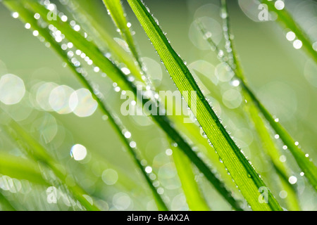 L'herbe et les gouttelettes Banque D'Images