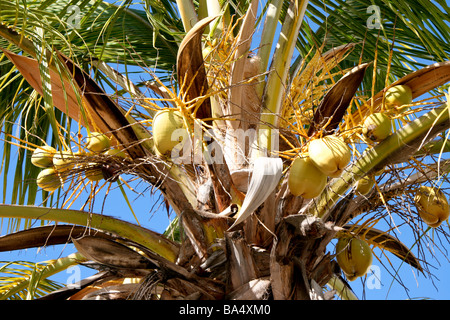 Close-up d'un Palmier cocotier (Cocos nucifera) avec coco verte de Gran Canaria Banque D'Images