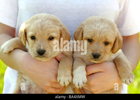 Chiot Labrador and girl Banque D'Images