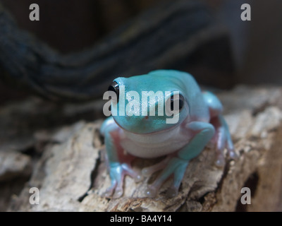 Les jeunes du blanc en phase bleue Litoria caerulea Rainette (Australian Rainette Rainette) Dumpy, Close up Banque D'Images