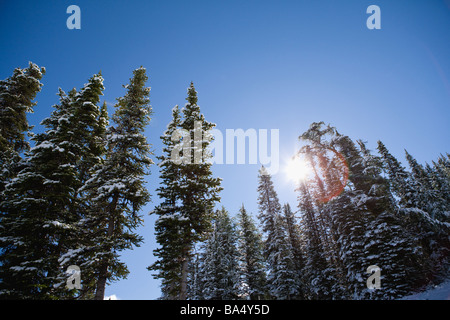 Sunshine on Snow-Covered Trees Banque D'Images