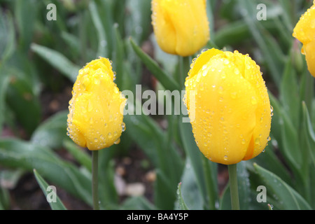 Tulipes jaunes après la pluie Banque D'Images