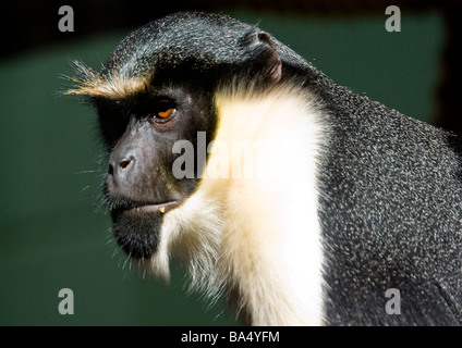 Diana Monkey Man Banque D'Images