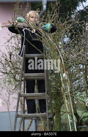 Femme travaillant dans le jardin. Comité permanent sur l'échelle et la coupe rose est une plante. Banque D'Images