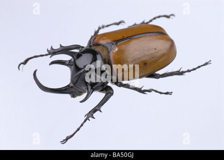 5-horned Rhinoceros Beetle Banque D'Images