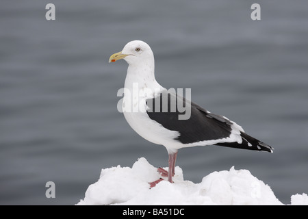 Goéland marin Larus schistisagus vineuse Japan winter Banque D'Images