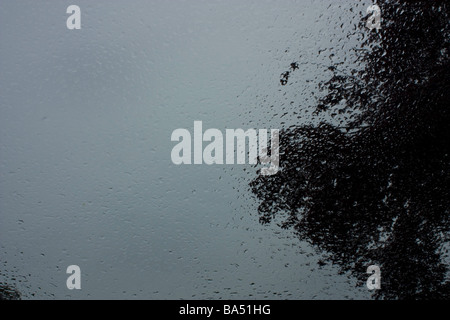 Photo de gouttes de pluie sur un pare-brise avec un arbre dans l'arrière-plan Banque D'Images