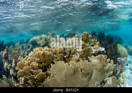 Vue sur un récif haut dans les eaux peu profondes près de Klein Bonaire. Banque D'Images