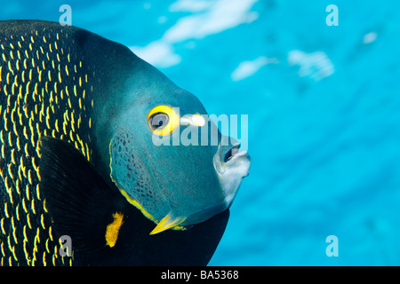 Extreme close-up of French angelfish Pomacanthus paru (peering) chez le photographe. Banque D'Images