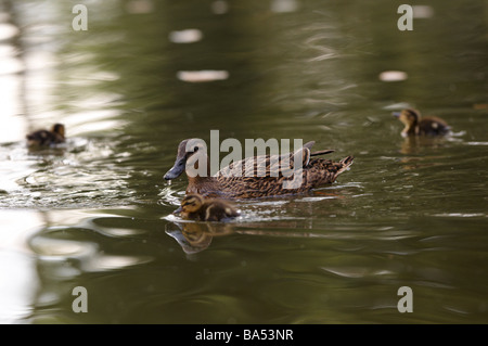 Piscine canetons Anas platyrhynchos Banque D'Images