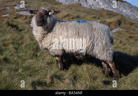 Seul face à la recherche de moutons noirs à la caméra eye contact manger l'herbe sur les terrains accidentés de la péninsule d'Inishowen donegal comté Banque D'Images