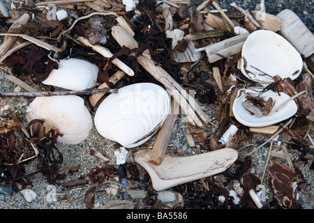 Une collection d'articles rejetés sur le rivage. Banque D'Images