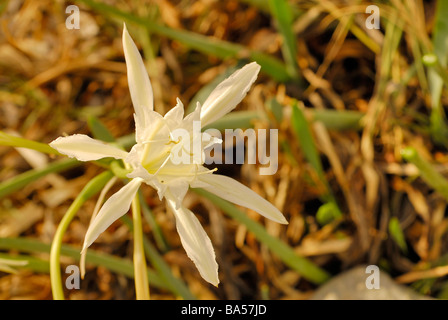 Daffodill Pancratium maritimum, mer giglio di mare, Amarillidaceae Putzu Idu, dune, Oristano, Sardaigne, Italie Banque D'Images