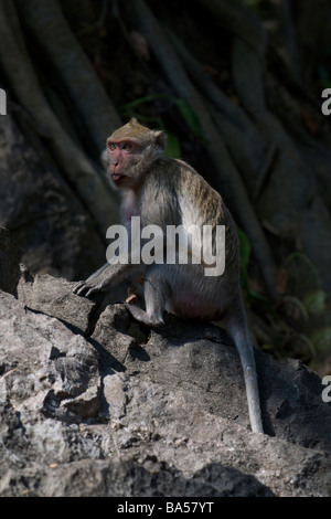 Macaca fascicularis macaque à longue queue Thaïlande Février 2009 Banque D'Images