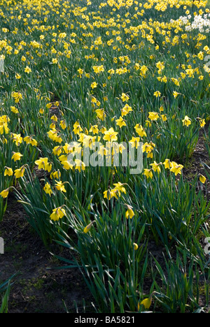 Les jonquilles sont en fleurs au printemps, le Parc de Greenwich London England UK Banque D'Images