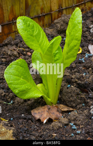 Cos petit bijou de Laitue Laitue salade des plantules Banque D'Images