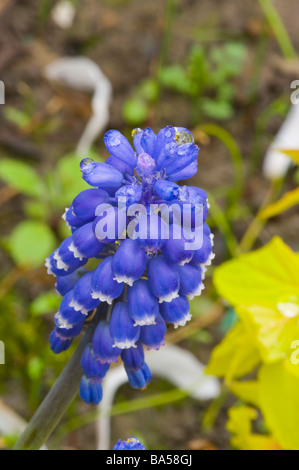 Jardin Grape Hyacinth Muscari armeniacum Banque D'Images