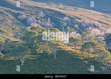 Forêt de pins calédoniens à Alladale estate en février l'Ecosse Sutherland Banque D'Images