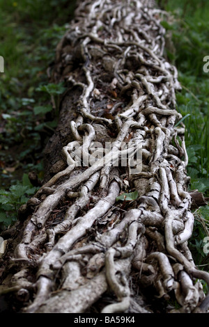 Dead lierre (Hedera helix) sur un tronc d'arbre abattu Banque D'Images